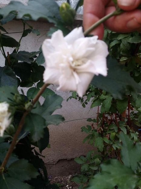  - Hibiscusi de gradina