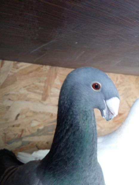  - Matcă femele 2018