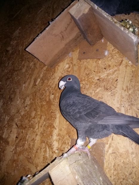  - Matcă femele 2018