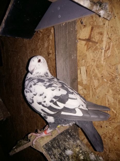  - Matcă femele 2018