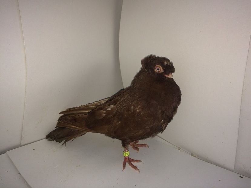 9070  mascul  2017_2 - pui 2017 BM