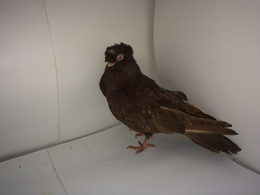 9070  mascul  2017_3 - pui 2017 BM