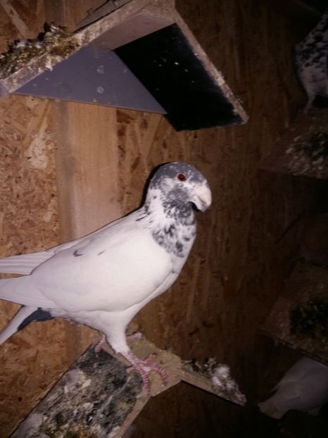  - Matcă femele 2018