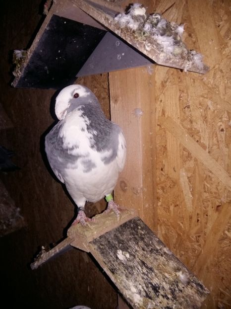  - Matcă femele 2018