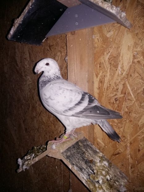  - Matcă femele 2018