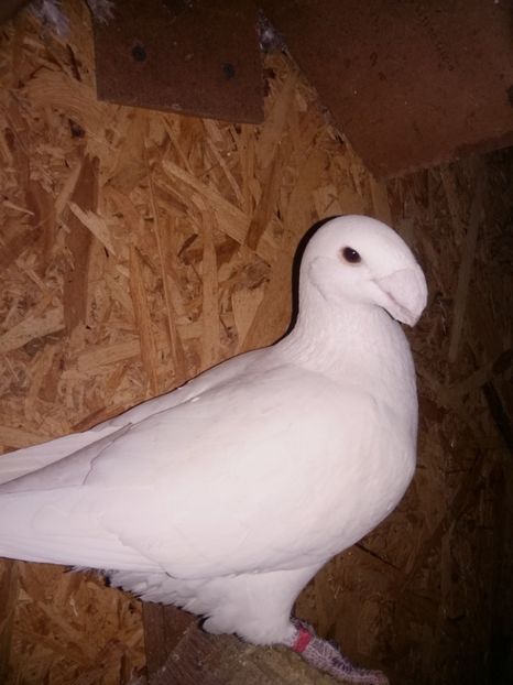  - Matcă femele 2018