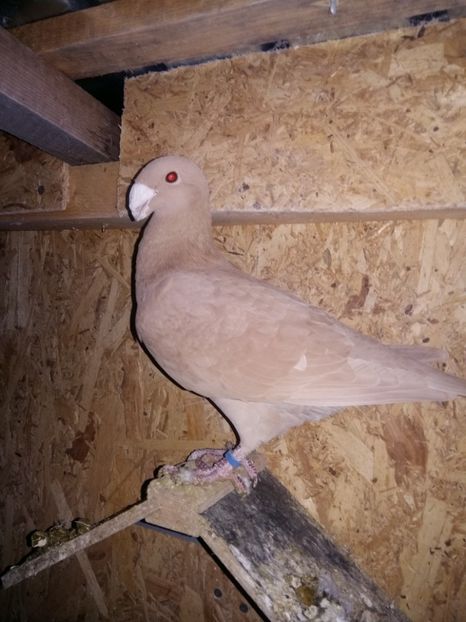  - Matcă femele 2018