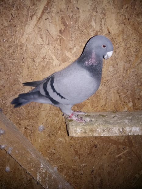  - Matcă femele 2018