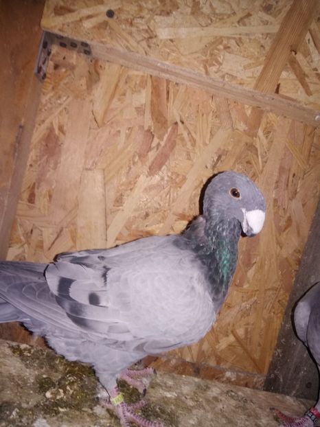  - Matcă femele 2018