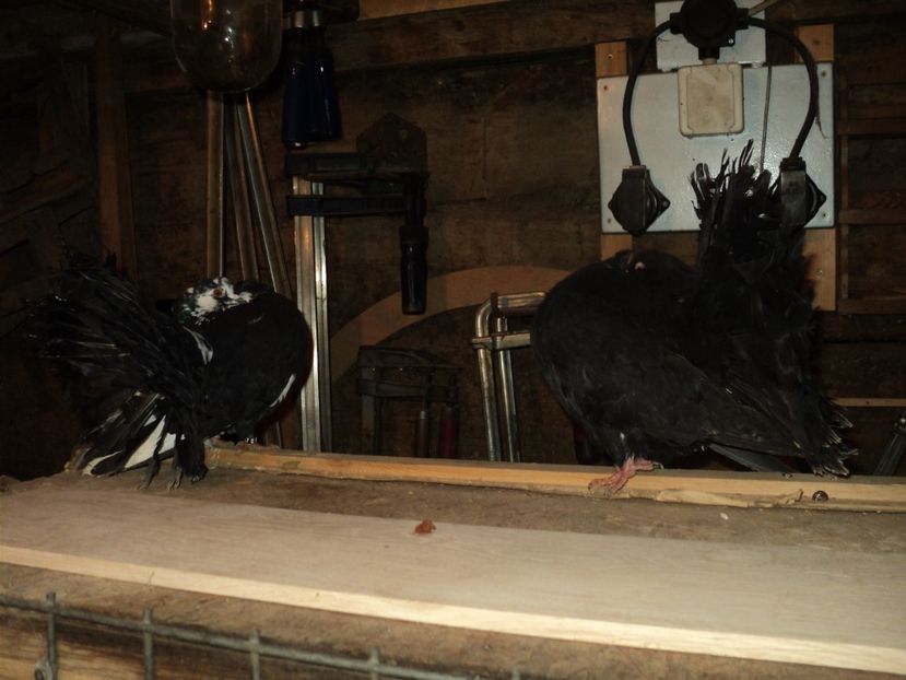  - VOLTATI MATCA 2018