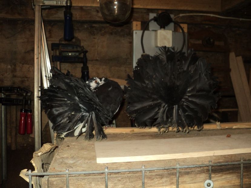  - VOLTATI MATCA 2018