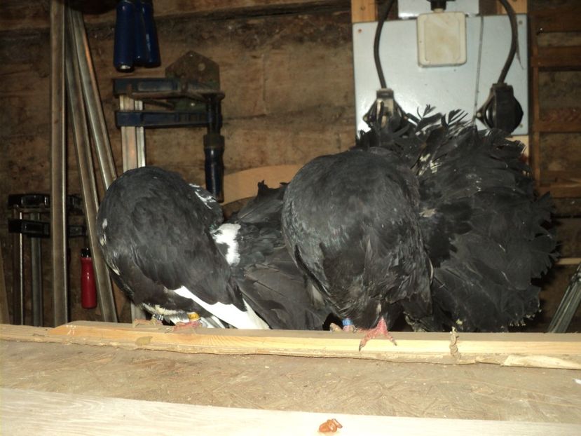  - VOLTATI MATCA 2018