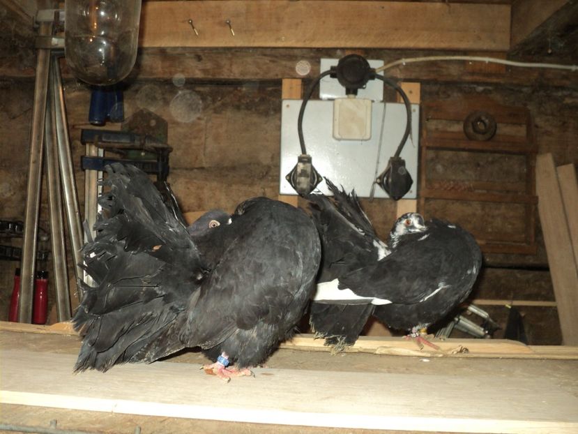  - VOLTATI MATCA 2018