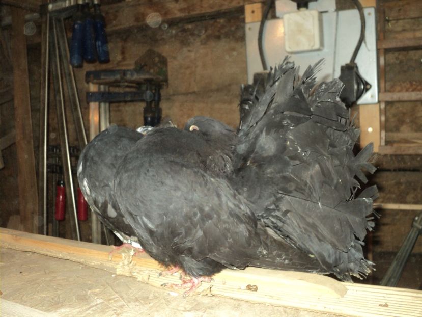  - VOLTATI MATCA 2018