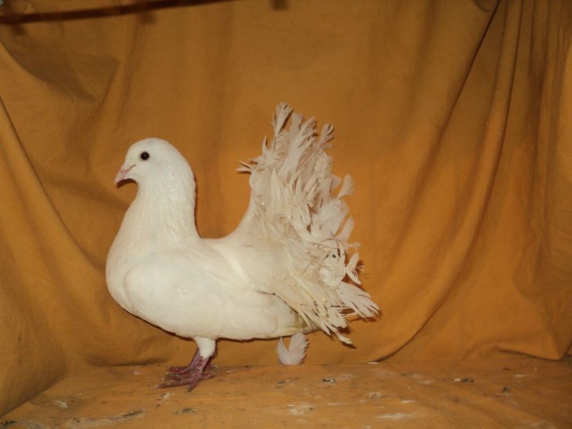 mascul 2015 - VOLTATI MATCA 2018