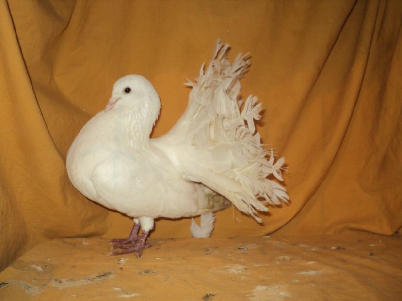  - VOLTATI MATCA 2018