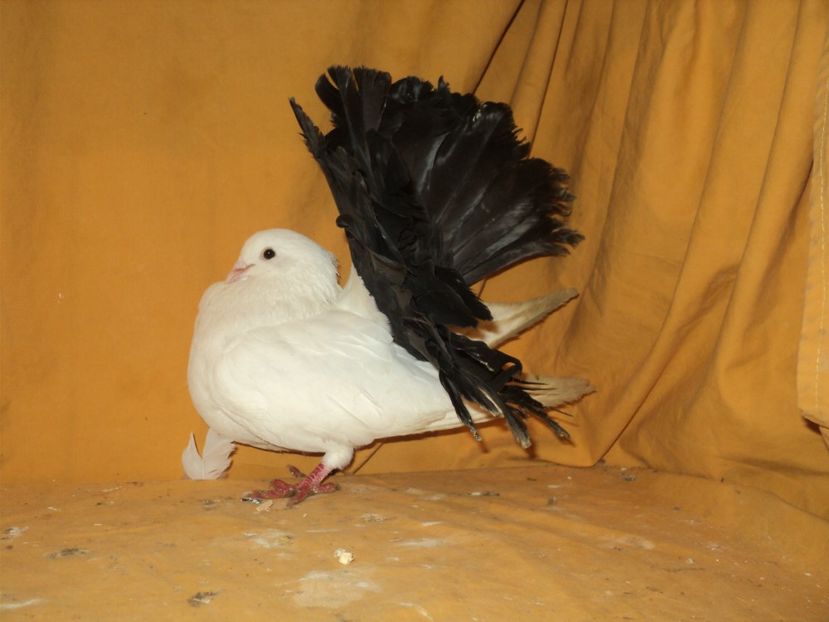 mascul 2016 - VOLTATI MATCA 2018