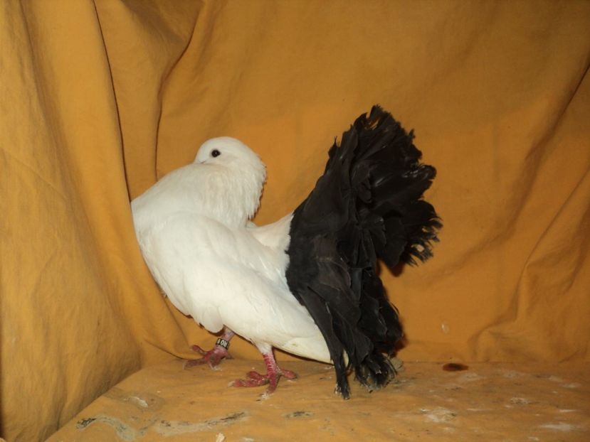  - VOLTATI MATCA 2018