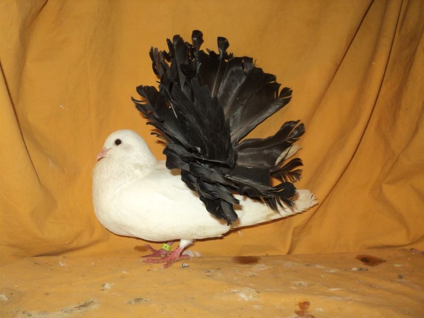  - VOLTATI MATCA 2018