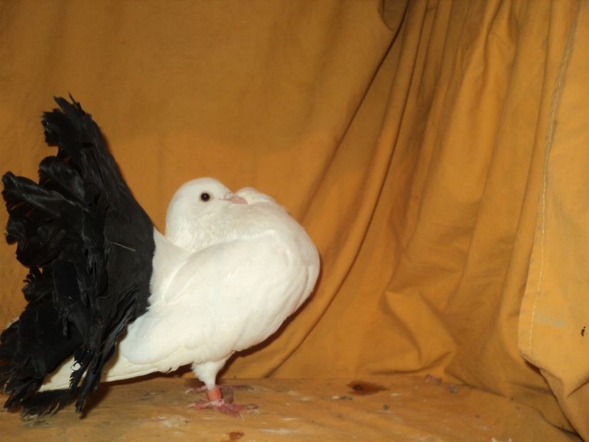 femela 2015 - VOLTATI MATCA 2018