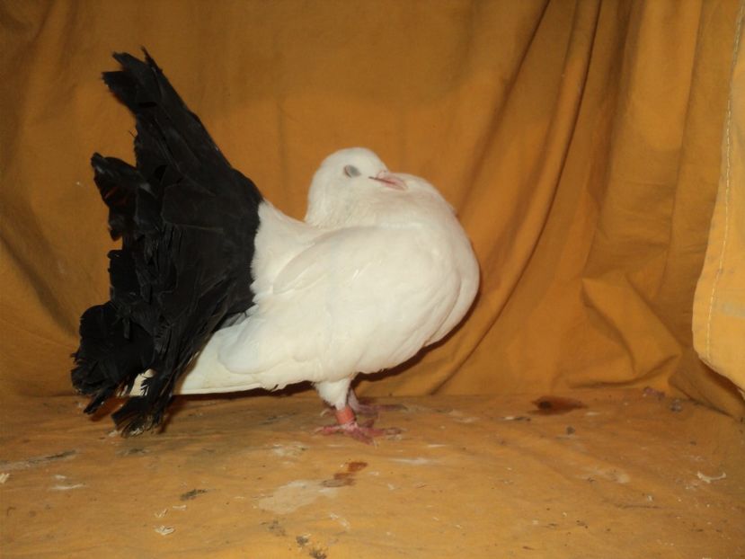  - VOLTATI MATCA 2018