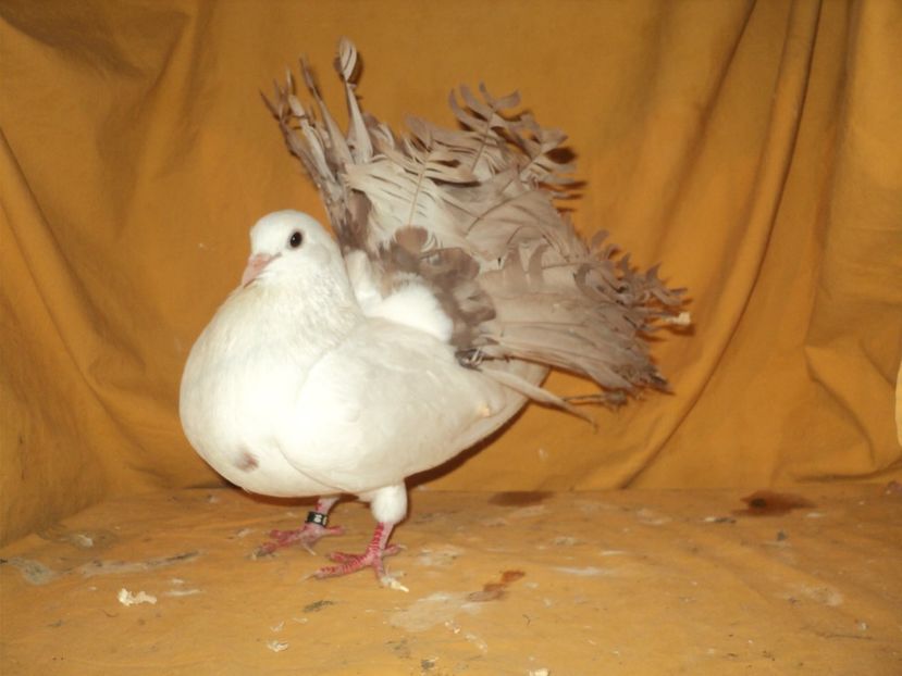 femela 2016 - VOLTATI MATCA 2018