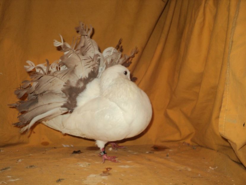  - VOLTATI MATCA 2018