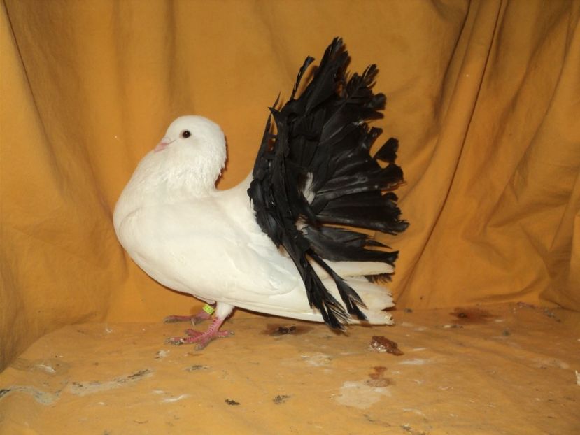 mascul 2017 - VOLTATI MATCA 2018