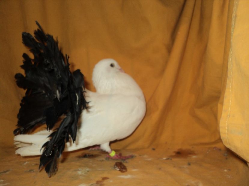  - VOLTATI MATCA 2018