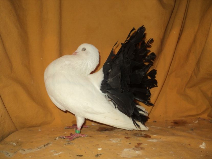 mascul 2017 - VOLTATI MATCA 2018