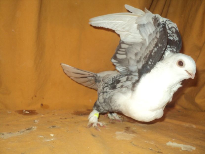  - PESCARUSI ORIENTALI MISIRLI 2018