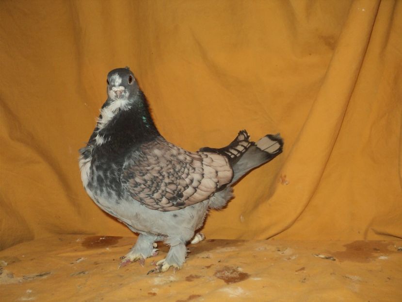 femela 2015 - PESCARUSI ORIENTALI MISIRLI 2018