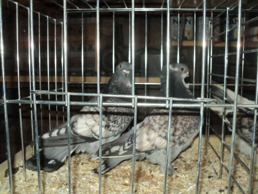 per 1 - PESCARUSI ORIENTALI MISIRLI 2018