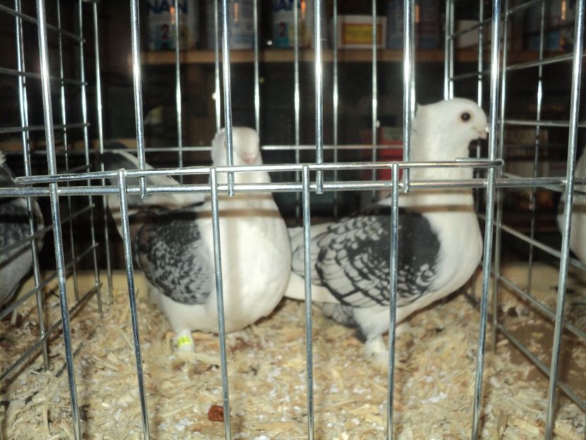 per 2 - PESCARUSI ORIENTALI MISIRLI 2018