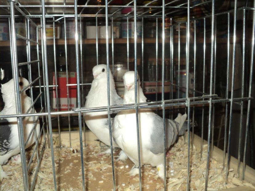 per 3 - PESCARUSI ORIENTALI MISIRLI 2018