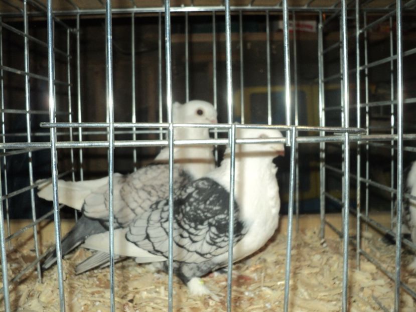 per 5 - PESCARUSI ORIENTALI MISIRLI 2018