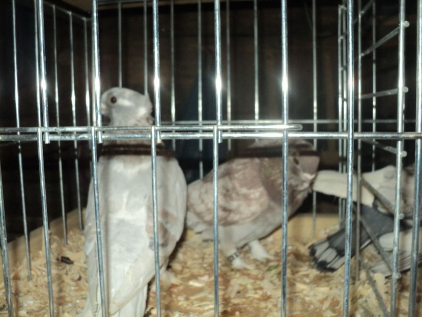 per 6 - PESCARUSI ORIENTALI MISIRLI 2018