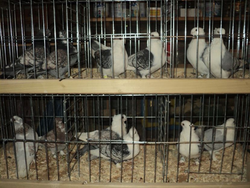  - PESCARUSI ORIENTALI MISIRLI 2018