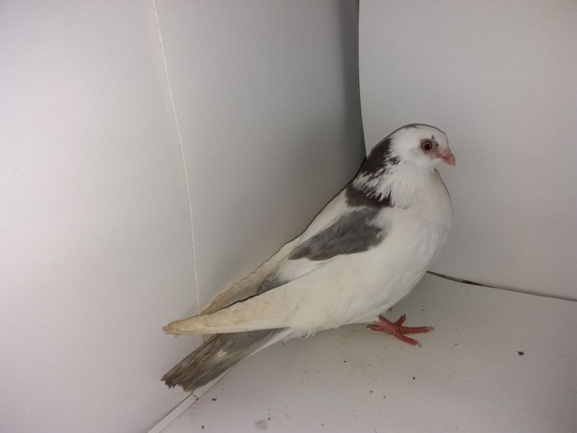 femelă 2017 - Plecați ALBUM 1