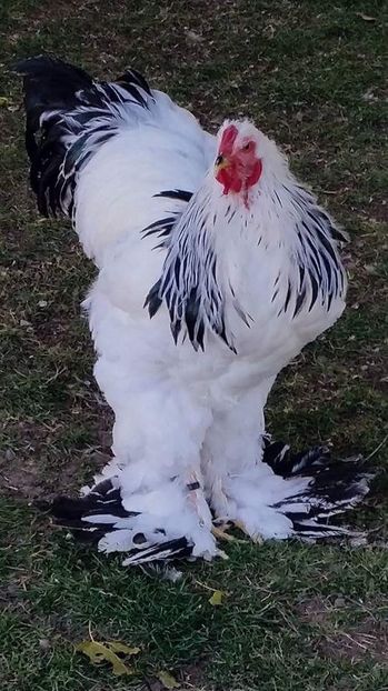 Agroni Istogu - BRAHMA CLUB ROMANIA Facebook