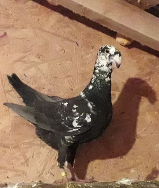 Bobat adevărat  !! - Amintiri frumoase