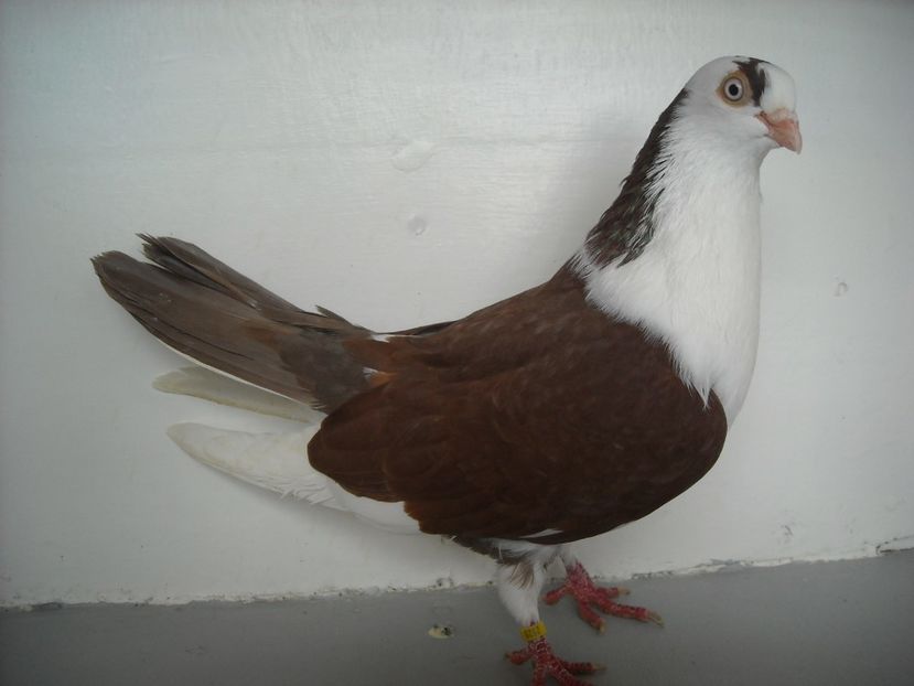  - jucatori de galati pe ros