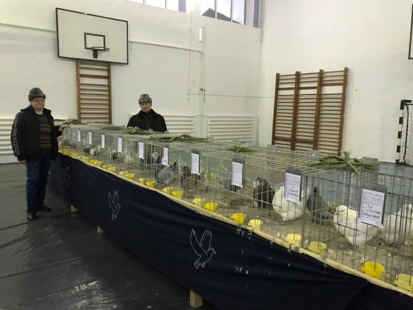  - Expozitia Colombofila din Bistrita Ianuarie 2018
