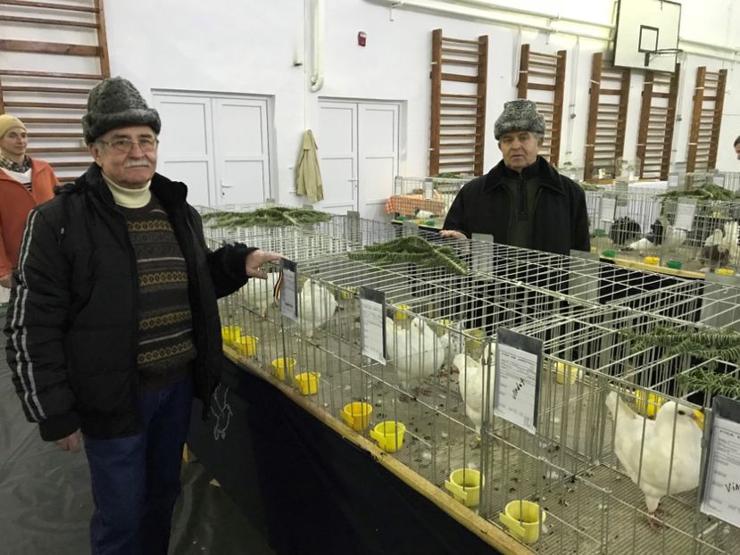  - Expozitia Colombofila din Bistrita Ianuarie 2018