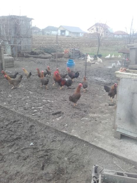  - Italian potarnichiu