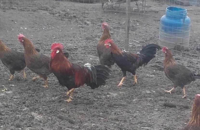 20180111_103015-1 - Italian potarnichiu