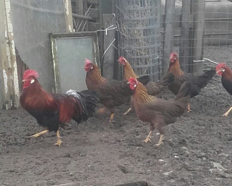 20180111_103018-2 - Italian potarnichiu