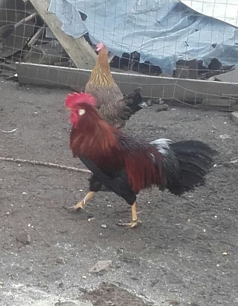 20180111_103631-1 - Italian potarnichiu