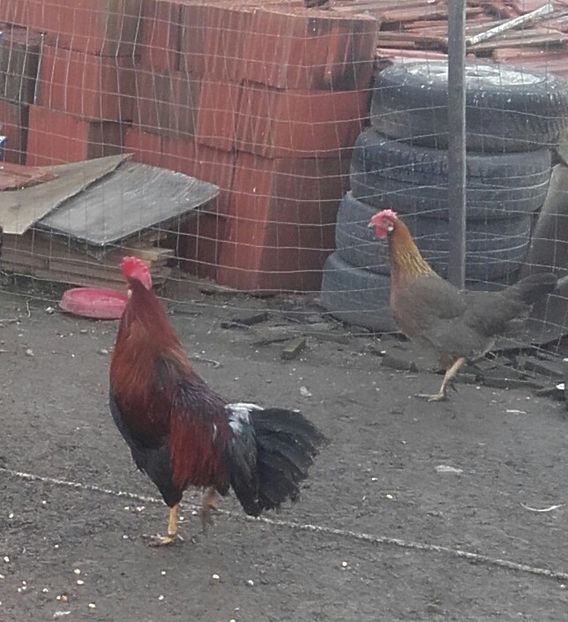 20180111_103634-1 - Italian potarnichiu