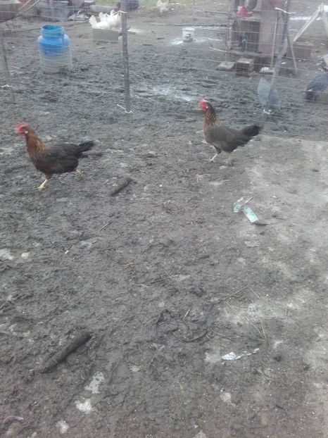  - Italian potarnichiu